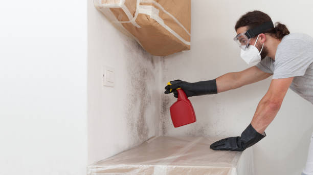 Professional Black Mold Remediation technician working in Sault Ste. Marie, MI