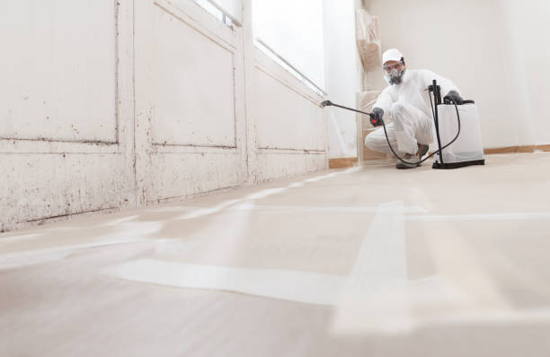 24/7 Emergency Black Mold Remediation experts in Sault Ste. Marie, MI